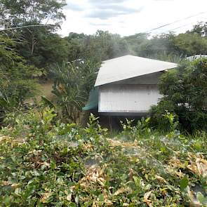 De keuze voor de Topigs-40 gelten is gebaseerd op de extreme omstandigheden waarin de dieren moeten presteren. In Costa Rica is het jaarrond tussen de 25 en 30 graden Celsius, maar hun dieren worden ook gehouden in Venezuela waar de temperatuur kan oplope