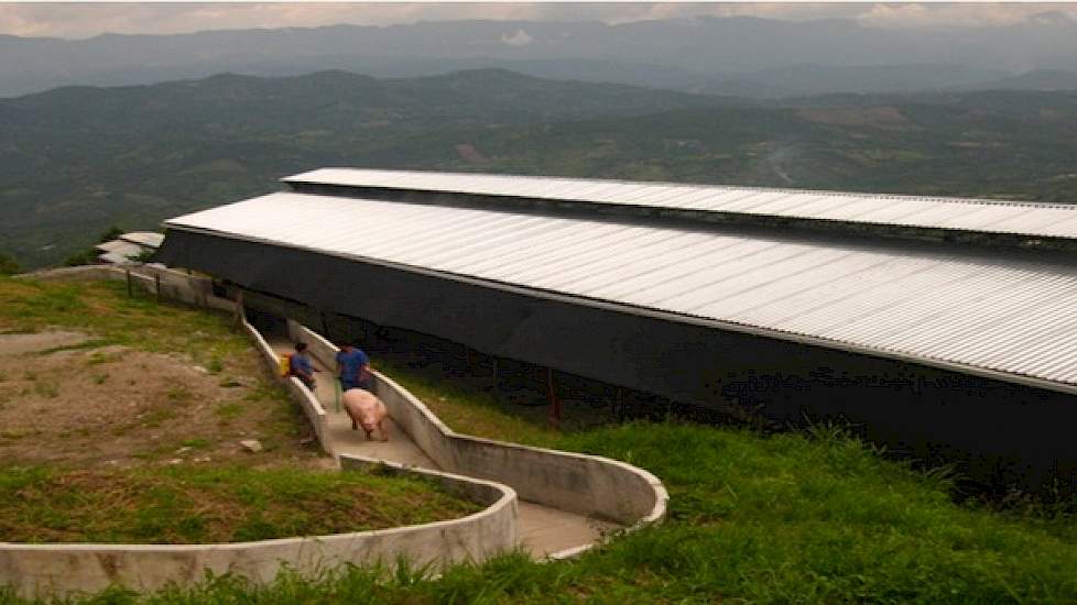 Naast Costa Rica leveren ze hun genetica aan twaalf landen in Midden- en Zuid-Amerika. Om de logistieke problemen te omzeilen, hebben ze een satellietbedrijf in Colombia opgezet en werken ze met subfokkers in Zuid-Amerika. Het satellietbedrijf is eigendom