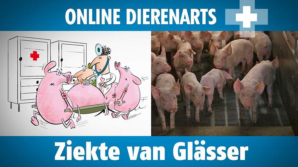 Online Dierenarts: Ziekte van Glässer