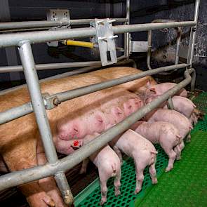 Het systeem van de wisselzeugen werkt als volgt; je kiest een zeug, zeug A, die een toom van een stuk of 12 goede biggen heeft gebracht. Die eigen biggen haal je weg bij deze zeug. Zeug A is nu leeg en die wordt pleegzeug voor  biggen van andere zeugen me