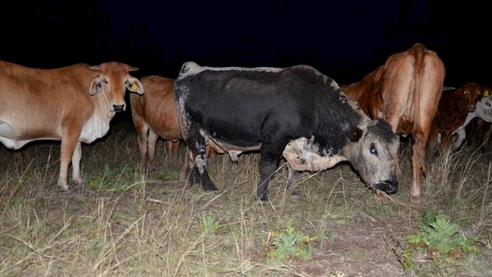 Het echtpaar heeft naast de varkens een 160-koppige vleesveestapel. Binnen dit koppel heeft hij tien zuivere dieren van het ras Speklepark lopen. Verdonschot is met dit Canadese rundveeras een pionier in Australië en denkt in te spelen op de vraag van exc