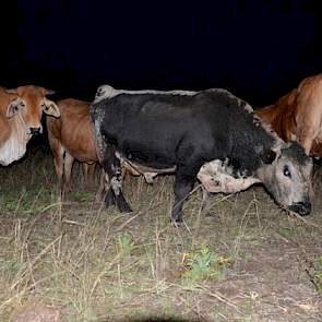 Het echtpaar heeft naast de varkens een 160-koppige vleesveestapel. Binnen dit koppel heeft hij tien zuivere dieren van het ras Speklepark lopen. Verdonschot is met dit Canadese rundveeras een pionier in Australië en denkt in te spelen op de vraag van exc