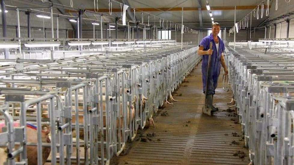 Vader Jan controleert de zeugen in de dekstal. De dekstal beschikt, net als de overige stallen op het bedrijf, over ramen, zodat de zeugenhouders kunnen zien wat er buiten gebeurd en wat voor een weer het is.