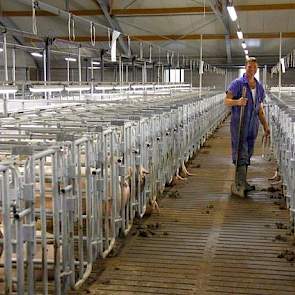 Vader Jan controleert de zeugen in de dekstal. De dekstal beschikt, net als de overige stallen op het bedrijf, over ramen, zodat de zeugenhouders kunnen zien wat er buiten gebeurd en wat voor een weer het is.