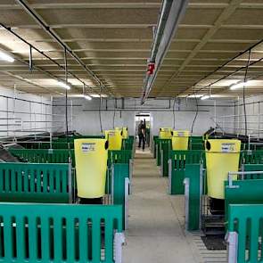 Door de groen panelen, gele voerbakken, witte afdelingsmuren en de zwarte plateaus krijgt de stal een haast kleurrijk Legoland uiterlijk; een echte speelstal.