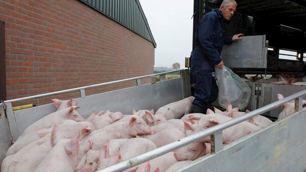 Op het aangrenzende varkensbedrijf houdt de familie 10.000 vleesvarkens. De dieren hebben als genetica Topigs 20 met een Tempo eindbeer. Via de handelaar krijgen ze biggen van een vaste vermeerderaar aangeleverd. Alle slachtvarkens worden geleverd aan Hil