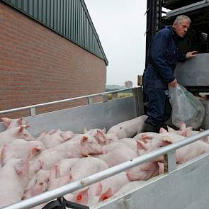 Op het aangrenzende varkensbedrijf houdt de familie 10.000 vleesvarkens. De dieren hebben als genetica Topigs 20 met een Tempo eindbeer. Via de handelaar krijgen ze biggen van een vaste vermeerderaar aangeleverd. Alle slachtvarkens worden geleverd aan Hil