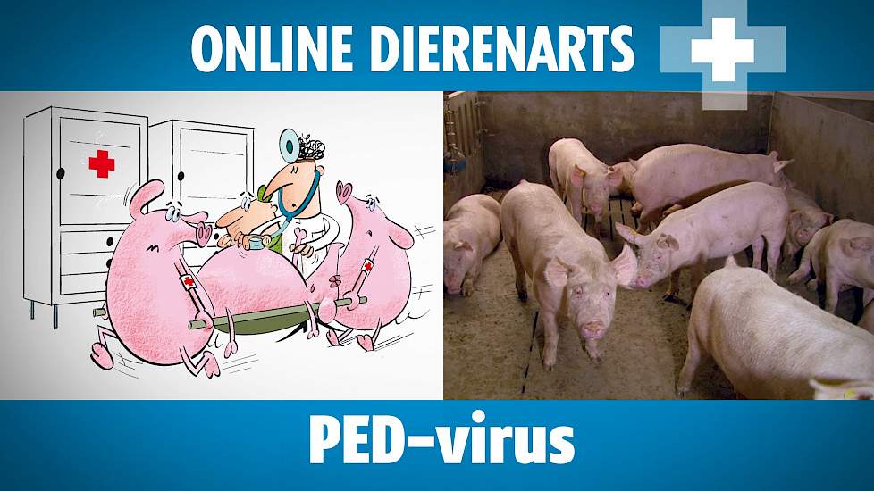 Online Dierenarts: PED-virus