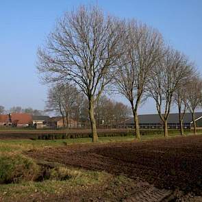 Aan de Grote Baan in Landhorst ligt het bedrijf van Erik Geene, varkenshouder en akkerbouwer. Het erf is sinds 1978 in eigendom van de familie, de grond volgde in 2004. Voor die tijd werkte de vader van Geene al 13 jaar als bedrijfsleider op het destijds