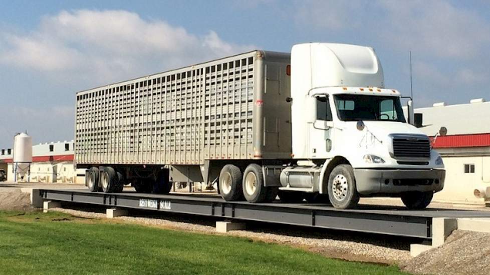 Hoewel de familie Schotman nog geen driekwartier rijden van de Amerikaanse grens boert, wisten zij tot nu toe het PED-virus buiten de deur te houden. Jozef wijdt het mede aan de strenge hygiëneregels op hun bedrijf. Op hun erf komt nooit een vreemde vrach