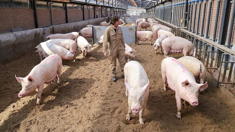 Vogels heeft de loungeruimte sinds september 2014 in gebruik. De overkapping meet 30 bij 9 meter en kon gewoon worden meegenomen in de milieuvergunning. Op de dichte hellende betonvloer ligt zaagsel, zodat de zeugen goed grip hebben. Achter de schotjes ku