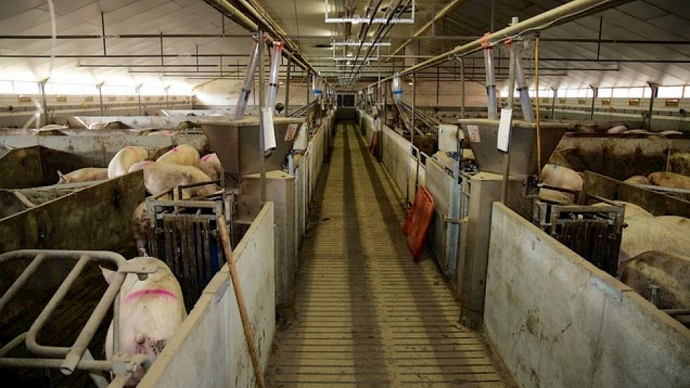 Overzicht van de drachtstal. Vogels houdt zijn zeugen al sinds 1986 in stabiele groepen met voerstations.