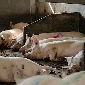 De zeugen liggen er tevreden bij. Het percentage terugkomers (vorig jaar jaarrond 8,9 procent) vindt Vogels echter nog steeds te hoog.