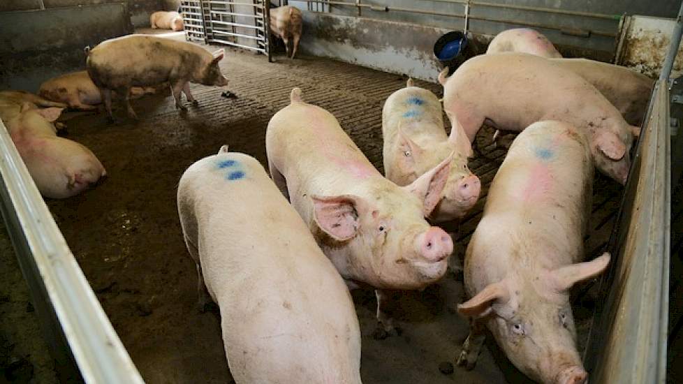 Vogels doet al sinds 1992 de zeugen vier dagen na het dekken terug in de grote groep. Vooral in het najaar levert dat toch veel terugkomers op. Daarom is hij destijds begonnen met een aanleerruimte voor gelten in de opfokstal. De week voordat de gelten vo