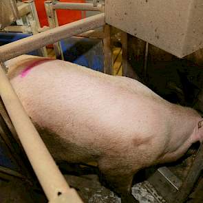 Vogels is sinds een jaar ook twee soorten voer gaan voeren in de dracht. „De eerste vijf weken van de dracht voer ik een voer met extra mineralen, om te herstellen na de zoogperiode, voor het beenwerk en voor een goede innesteling van de embryo's.