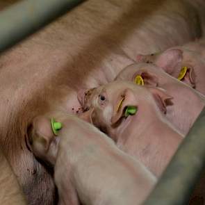 Gemiddeld produceert Vogels 29,9 gespeende biggen per zeug. Het aantal levendgeboren dieren per worp is 15,1, de uitval tot spenen 14,8 procent en uitval na het spenen 2,8 procent.