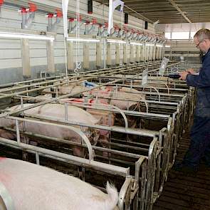 Vogels' medewerker Tonnie van Lijssel insemineert de zeugen en noteert de dekkingen in zijn administratie.