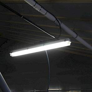 Hegeman koos voor TL-verlichting omdat dit goedkoper is dan LED verlichting.