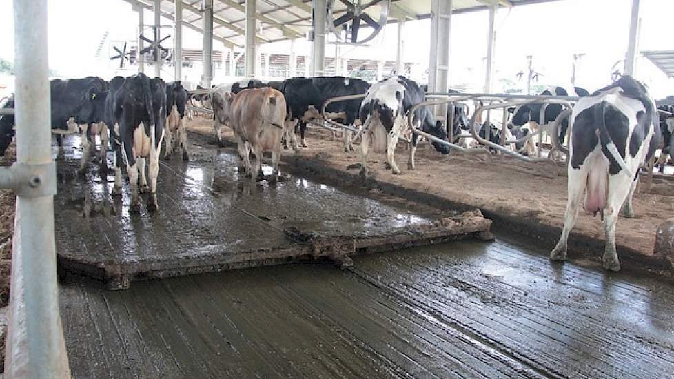 De nieuwe ligboxenstal is uitgerust met automatische mestschuif en ventilatoren. De van oorsprong Nederlandse Holstein koeien blijven het hele jaar rond op stal. De dieren krijgen naast krachtvoer meerdere keren per dag ruwvoer. Door de combinatie van vru