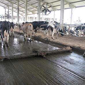 De nieuwe ligboxenstal is uitgerust met automatische mestschuif en ventilatoren. De van oorsprong Nederlandse Holstein koeien blijven het hele jaar rond op stal. De dieren krijgen naast krachtvoer meerdere keren per dag ruwvoer. Door de combinatie van vru