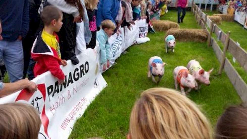 Door heel Nederland zetten 39 varkenshouders de staldeuren open en op 24 bedrijven konden bezoekers deelnemen aan diverse activiteiten. Zoals hier de biggenrace bij de familie Pulskens en familie van Asten.