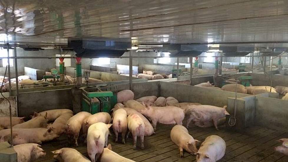 Ze zijn onlangs overgestapt op de Topigs-20 zeug. Die willen ze dadelijk inkruisen met de nieuwe TN-70 zeug van Topigs Norsvin. Deze nieuwe fokzeug willen ze insemineren met sperma van de Talent eindbeer.