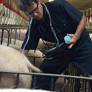 De zeugen insemineert Koelen maar één keer, omdat ze daar betere resultaten mee halen. „Belangrijk is dan wel dat de berigheidscontrole goed gebeurt.” De mindere kosten voor het insemineren zijn volgens hem mooi meegenomen.