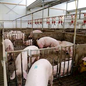 De dragende zeugen worden gehuisvest in kleine groepen, die eventueel samengevoegd kunnen worden door de hekken tussen de hokken open te zetten. Omdat Dirks er geen meerwaarde voor krijgt bij de biggen en vleesvarkens maakt hij nog geen grote groepen. Maa