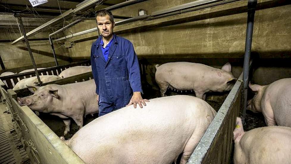 De oude meststallen gebruikt hij nu als groepshuisvesting voor zijn zeugen. In elk hok zitten vier dragende zeugen. De dieren krijgen aan een lange trog twee voerbeurten per dag. Hoewel de stal oorspronkelijk niet voor zeugen is gebouwd, zegt de Nederland