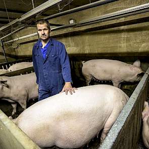 De oude meststallen gebruikt hij nu als groepshuisvesting voor zijn zeugen. In elk hok zitten vier dragende zeugen. De dieren krijgen aan een lange trog twee voerbeurten per dag. Hoewel de stal oorspronkelijk niet voor zeugen is gebouwd, zegt de Nederland