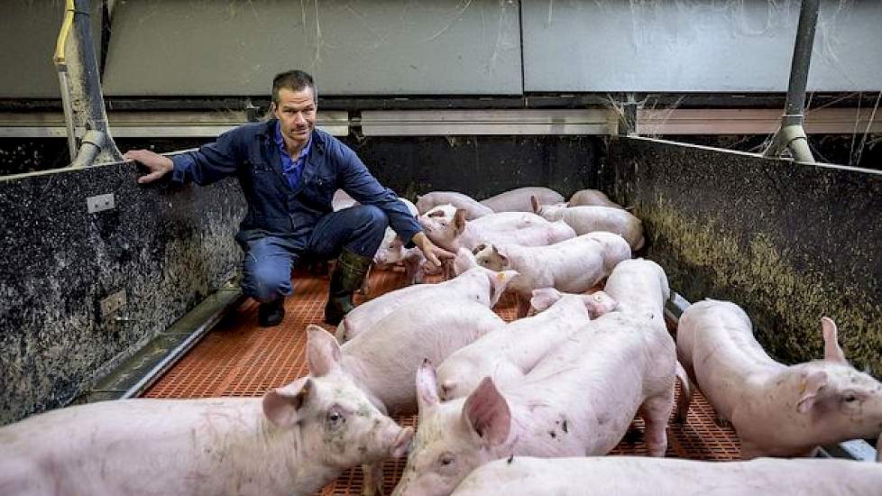 Op het bedrijf werken ze met een kruising tussen de Topigs 20-zeug en de Franse Piétrain eindbeer van Gene+. Ze hanteren een vijfwekensysteem. Alle beren castreren ze. Via een Nederlandse handelaar levert Van den Borne al zijn vleesvarkens aan de Duitse m