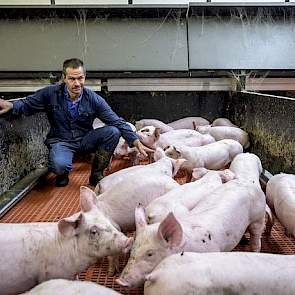 Op het bedrijf werken ze met een kruising tussen de Topigs 20-zeug en de Franse Piétrain eindbeer van Gene+. Ze hanteren een vijfwekensysteem. Alle beren castreren ze. Via een Nederlandse handelaar levert Van den Borne al zijn vleesvarkens aan de Duitse m