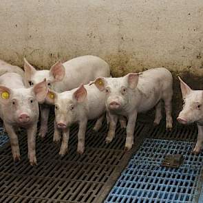 Custers heeft in de mestruimte een strook stalen driekantroosters laten leggen. De biggen trappen daar de mest goed doorheen. En ze kunnen hier niet klem in komen te zitten met hun pootjes.