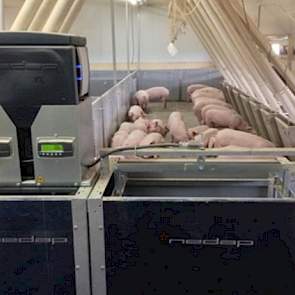 De Nedap Pig Performing Test unit is een nieuw apparaat van fabrikant Nedap wat per dier dagelijks de voeropname en diergewicht meet. Aan de hand van deze twee gegevens bepaalt de installatie dagelijks de voederconversie per varken.