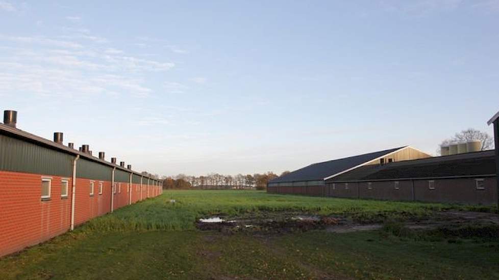 De plaats tussen de zeugen/opfokstal (links) en de vleesvarkensstal, waar de nieuwe kraamstal gebouwd wordt.  De huidige zeugenstal wordt enkele tientallen meters langer. Backus blijft werken met het weeksysteem, met drie groepen van 300 zeugen in groepsh