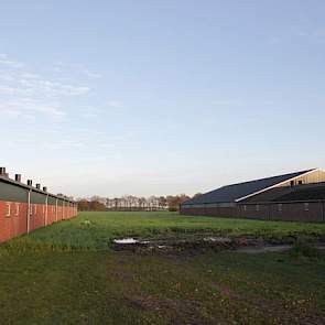 De plaats tussen de zeugen/opfokstal (links) en de vleesvarkensstal, waar de nieuwe kraamstal gebouwd wordt.  De huidige zeugenstal wordt enkele tientallen meters langer. Backus blijft werken met het weeksysteem, met drie groepen van 300 zeugen in groepsh