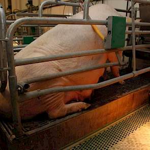 Dat de Deense zeugen vanwege de grote worpen eerder versleten zouden zijn is volgens Backus een fabeltje. „Mijn oudste zeugen zijn aan de zesde worp toe, maar ik kan dat niet zeggen. Als het zo was, zou ik dat zeker van gehoord hebben van collega’s, waar