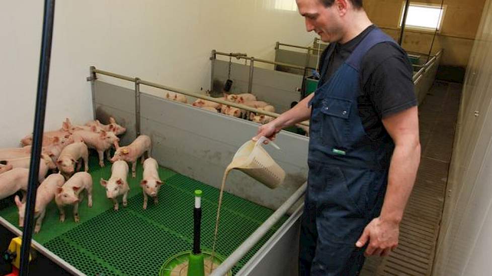 Biggen worden geleidelijk overgeschakeld op droogvoer: in de opfokafdelingen krijgen de gespeende biggen twee dagen lang tweemaal daags brijvoer; daarna twee dagen half-om-half brijvoer en droogvoer en daarna alleen nog maar droogvoer. De uitval na het sp