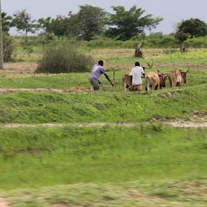 En de boer, hij ploegde voort. Ook in Tanzania, waar zowat iedereen boer is.