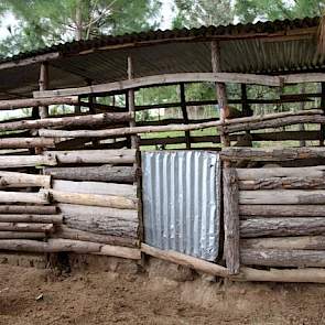 Uiteindelijk worden de varkens geslacht; vooral voor de markt. En de varkenshouder verkoopt het vlees óók aan Moslims, vertelt hij.