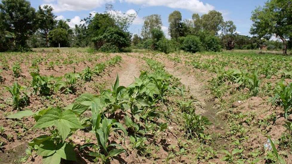 Bonen worden op vrijwel alle kleine stukjes land tussen de maïs gepoot. Ze groeien (bijna het hele jaar door) gelijk op; de bonen klimmen in de maïs.