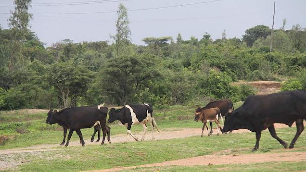 Ook in Tanzania wordt overduidelijk geëxperimenteerd met verschillende rassen rundvee. In de ene streek meer dan in de andere.