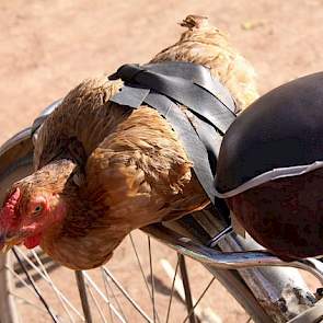 Zonder transport staat alles stil. Afrikanen maken zich nog nauwelijks zorgen over het welzijn van de te slachten dieren.