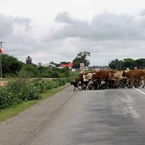 Een heel vreemde trein kruist de weg bij Szumve. Deze kudde komt overigens vaker voorbij dan de trein.