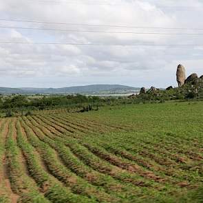 Aan de oever van het Victoriameer is de grond enorm vruchtbaar. Het lijkt erop dat elke vierkante meter wordt benut. Elke plattelandsbewoner is dan ook boer. Klein, of groot.