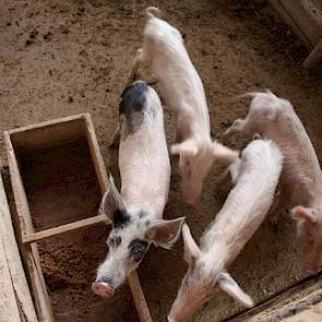 De eerste maanden zitten de zeugen en beren bij elkaar, zegt de varkenshouder die per brommer slechts één keer in de week de dieren bezoekt.