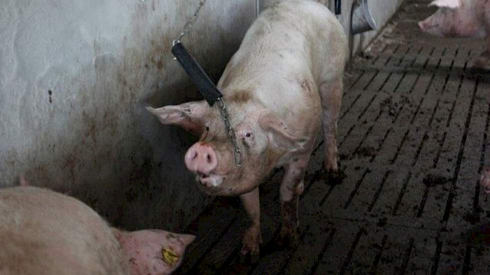 Kettingen als speeltjes en borstels aan de stalmuren om je varkenslijf lekker tegen aan te schuren. Het is een logische investering, maar levert voor de Maatlat Duurzame Veehouderij wel extra punten op.