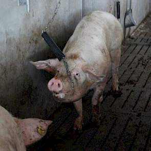 Kettingen als speeltjes en borstels aan de stalmuren om je varkenslijf lekker tegen aan te schuren. Het is een logische investering, maar levert voor de Maatlat Duurzame Veehouderij wel extra punten op.