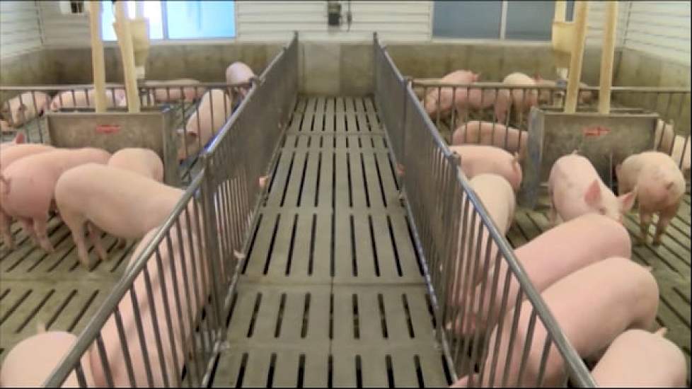 Pigs that are Resistant to Incurable Disease Developed at University of Missouri