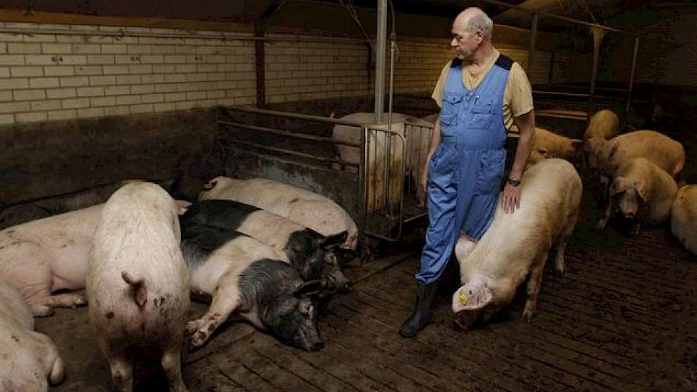 De familie Brummelhuis produceert de Topigs 50-zeug. Sinds kort is de N-zeugenlijn (Nederlands Landras) in de Topigs 50 vervangen voor het Noorse Landvarken. Volgens vader en zoon sluit deze zeug beter op hun hok aan: „In Noorwegen is het varken al veel m